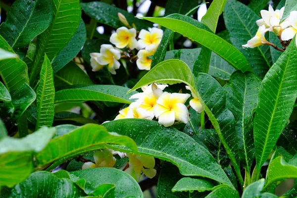 Bellissimi Fiori Sotto Pioggia Gocce Acqua Giorno Pioggia — Foto Stock