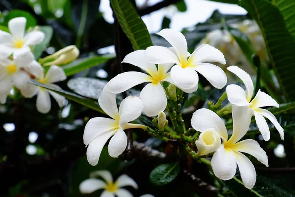 Beautiful Flowers Rain Drops Water Rainy Day — Stock Photo, Image