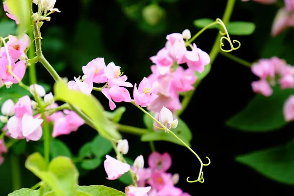 Butterfly and bee with beautiful flowers at the fence.Beautiful white and pink flowers at home fence.