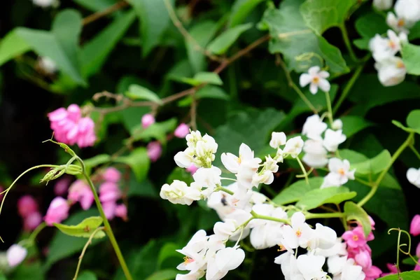 Метелик Бджола Красивими Квітами Паркані Красиві Біло Рожеві Квіти Вдома — стокове фото