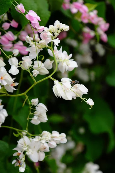 Fjäril Och Bee Med Vackra Blommor Staketet Vackra Vita Och — Stockfoto