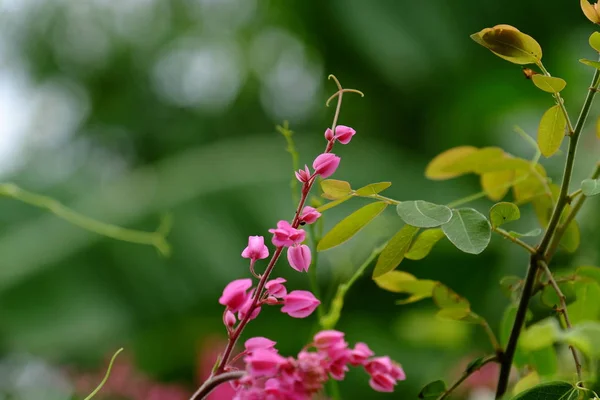 Butterfly and bee with beautiful flowers at the fence.Beautiful white and pink flowers at home fence.