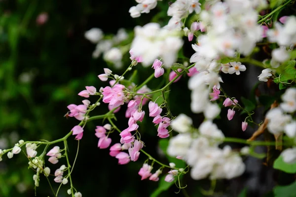 Butterfly Bee Beautiful Flowers Fence Beautiful White Pink Flowers Home — Stock Photo, Image