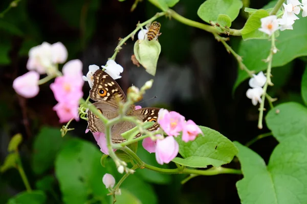 Motýl Bee Krásnými Květinami Plotu Krásné Bílé Růžové Květiny Doma — Stock fotografie