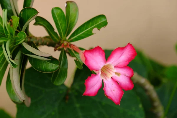 Borboleta Abelha Com Belas Flores Fence Beautiful Flores Brancas Rosa — Fotografia de Stock