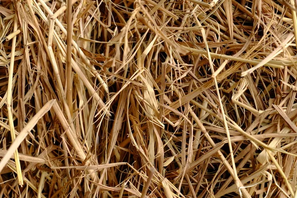 Trockenstroh Wird Als Tierfutter Zubereitet Verwendung Als Hintergrundbild — Stockfoto