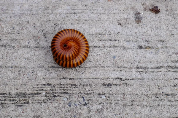 Big Millipede Sur Sol Béton Ancienne Route Est Utilisée Comme — Photo