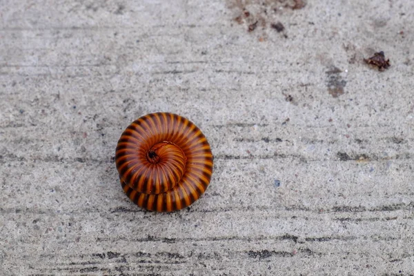 Big Millipede Sur Sol Béton Ancienne Route Est Utilisée Comme — Photo