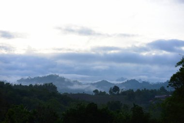 Güzel orman orman manzara