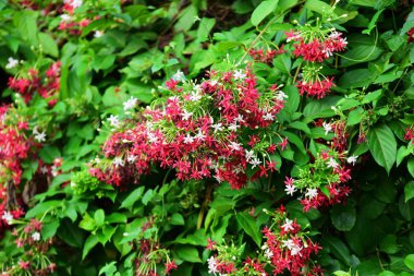 Güzel çiçekler. Ve sabah bahçesindeki yeşil yapraklar, şafağın tazeliği..