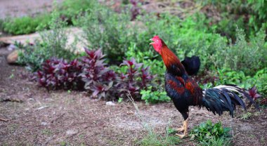 Güzel çiçekler. Ve sabah bahçesindeki yeşil yapraklar, şafağın tazeliği..