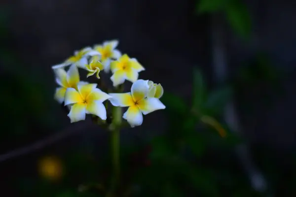 Красиві Квіти Саду Метелик Бджола Красивими Квітами Паркані Красиві Біло — стокове фото