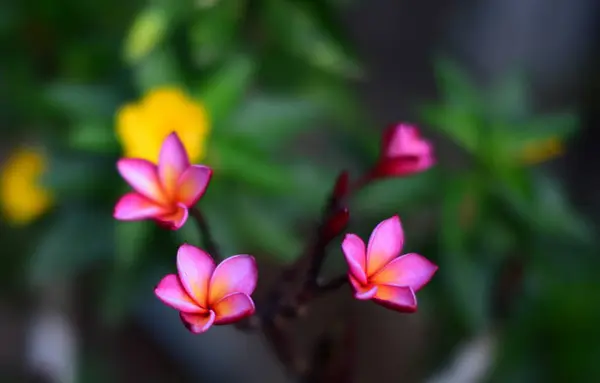 Gyönyörű Virágok Zöld Levelek Reggeli Kertben Frissessége Hajnal — Stock Fotó