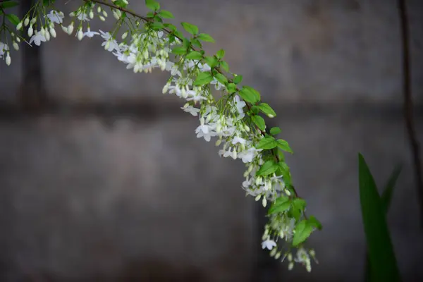 Vackra Blommor Trädgården Fjäril Och Bee Med Vackra Blommor Staketet — Stockfoto