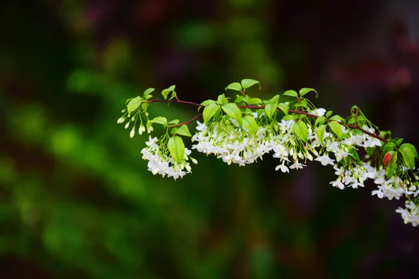 Lindas Flores Folhas Verdes Jardim Manhã Frescura Amanhecer — Fotografia de Stock