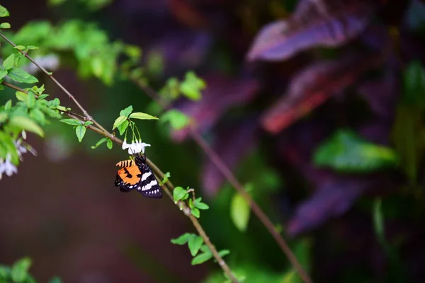 Hermosas Flores Las Hojas Verdes Jardín Mañana Frescura Del Amanecer — Foto de Stock