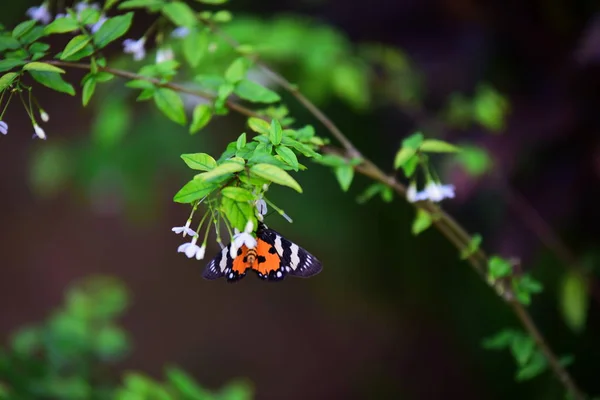 Beautiful flowers in the garden.Butterfly and bee with beautiful flowers at the fence. Beautiful white and pink flowers at home fence.