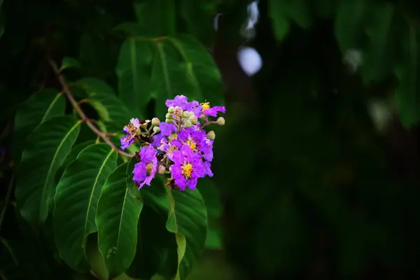 Belles Fleurs Les Feuilles Vertes Dans Jardin Matin Fraîcheur Aube — Photo