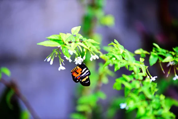 Belles Fleurs Les Feuilles Vertes Dans Jardin Matin Fraîcheur Aube — Photo