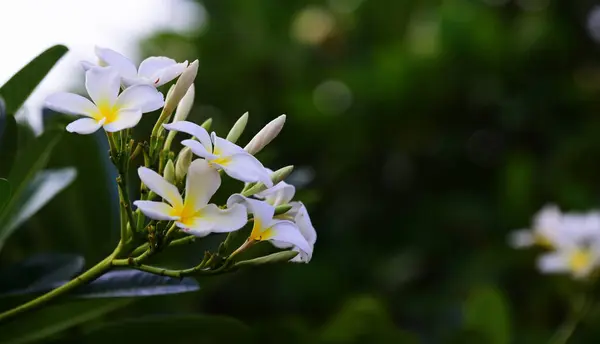Vackra Blommor Och Gröna Bladen Morgon Trädgården Friskhet Gryningen — Stockfoto