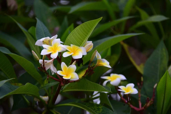 Belles Fleurs Les Feuilles Vertes Dans Jardin Matin Fraîcheur Aube — Photo