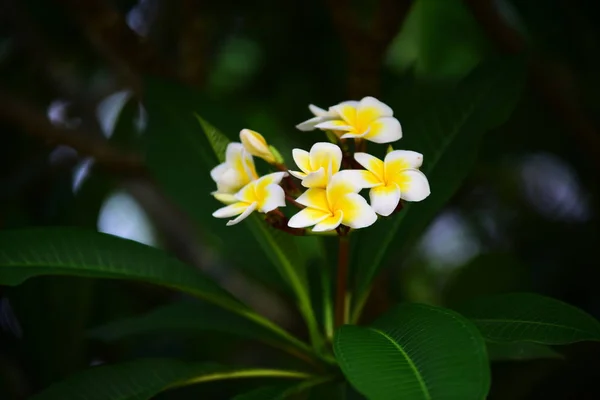 Belles Fleurs Les Feuilles Vertes Dans Jardin Matin Fraîcheur Aube — Photo