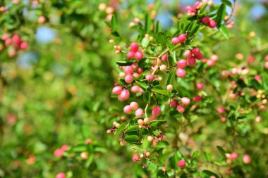Bengal Currant or Karanda, Carunda, Fruit is healthy.