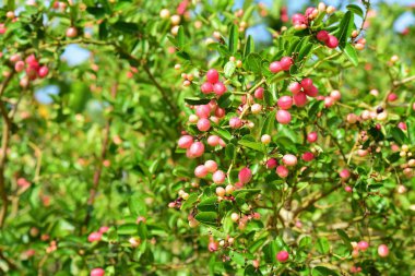 Bengal Currant or Karanda, Carunda, Fruit is healthy.