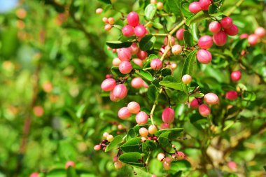 Bengal Currant or Karanda, Carunda, Fruit is healthy.