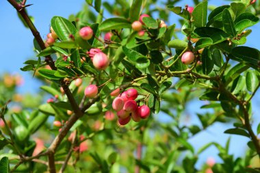 Bengal Currant or Karanda, Carunda, Fruit is healthy.