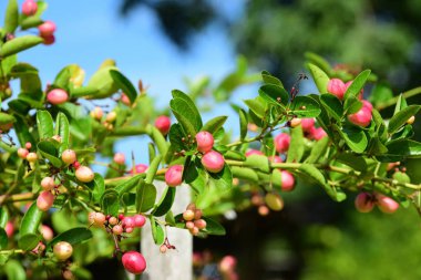 Bahçede güzel çiçekler. Kelebek ve çit güzel çiçeklerle arı. Ev çitinde güzel beyaz ve pembe çiçekler. Bengal Frenk Üzümü veya Karanda, Carunda, Meyve sağlıklı.