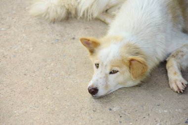 Kumda yatan üzgün köpek