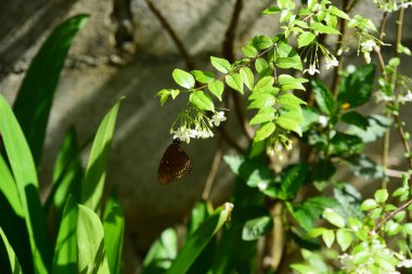 Bahçede güzel çiçek. Kelebek ve arı çit, güzel çiçekler. Güzel beyaz ve pembe çiçekler evde çit.