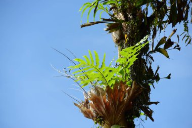 Bahçede güzel çiçek. Kelebek ve arı çit, güzel çiçekler. Güzel beyaz ve pembe çiçekler evde çit.