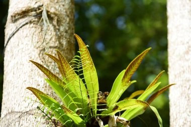 Bahçede güzel çiçek. Kelebek ve arı çit, güzel çiçekler. Güzel beyaz ve pembe çiçekler evde çit.