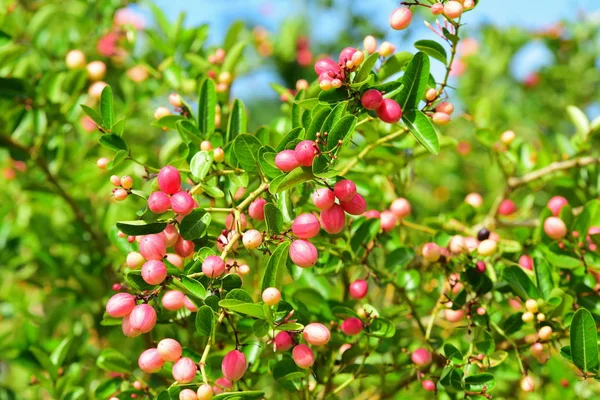 Bengale Cassis Karanda Carunda Les Fruits Sont Sains — Photo