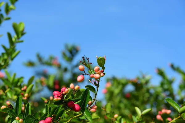 Bengale Cassis Karanda Carunda Les Fruits Sont Sains — Photo