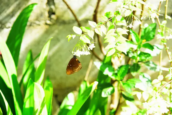 Krásné Květiny Zahradě Motýl Bee Krásnými Květinami Plotu Krásné Bílé — Stock fotografie