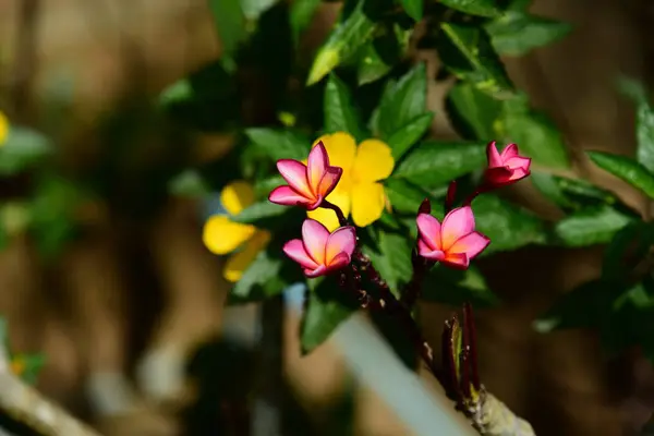 庭の美しい花 蝶とフェンスで美しい花と蜂 美しい白とピンクの花自宅のフェンス — ストック写真