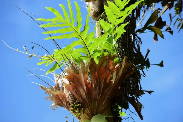 Zelené Listy Sluneční Světlo Strom Deštném Pralese Thajsku — Stock fotografie