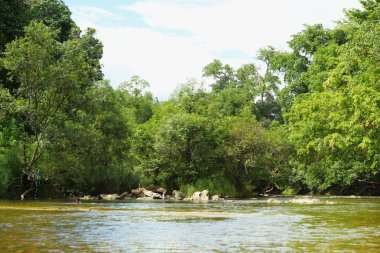 Gökyüzü ve bulutlar Tayland ormanı.