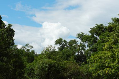 Gökyüzü ve bulutlar Tayland ormanı.