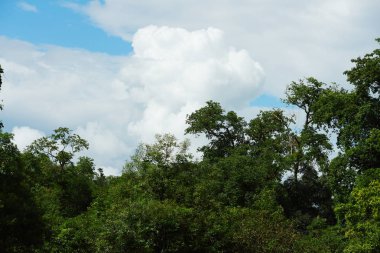 Gökyüzü ve bulutlar Tayland ormanı.