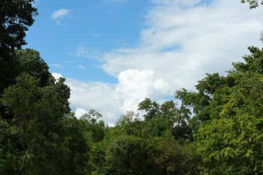 Gökyüzü ve bulutlar Tayland ormanı.