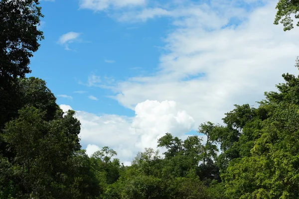 Зеленое Дерево Облачным Небом — стоковое фото
