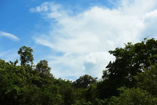 Gökyüzü ve bulutlar Tayland ormanı.