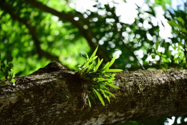 Yeşil güneş ışığı ile Tayland yağmur ormanlarında ağaç yaprak..