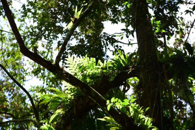 Yeşil güneş ışığı ile Tayland yağmur ormanlarında ağaç yaprak..