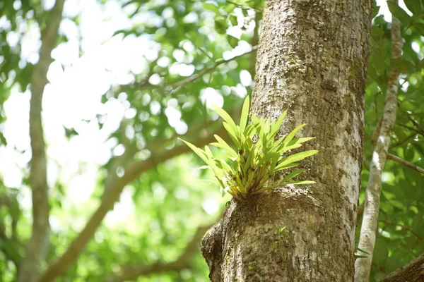 Hojas Verdes Con Luz Solar Árbol Selva Tropical Tailandia —  Fotos de Stock