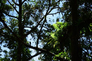 Yeşil güneş ışığı ile Tayland yağmur ormanlarında ağaç yaprak..